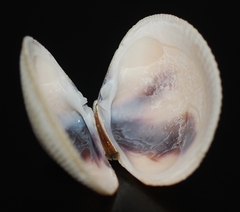 Leukoma asperrima
