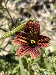 Salpiglossis