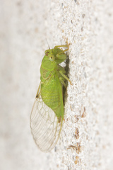 Katoa chlorotica