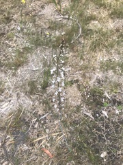 Stylidium diversifolium