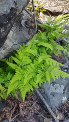 Gymnocarpium jessoense