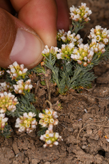 Polyctenium fremontii