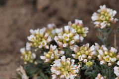 Polyctenium fremontii