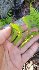 Gymnocarpium jessoense