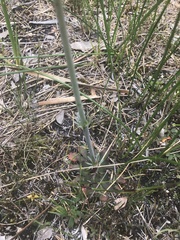 Stylidium diversifolium