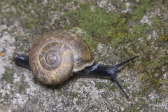 Ariophantidae