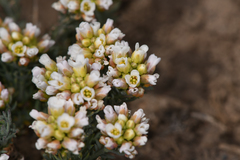 Polyctenium fremontii