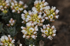 Polyctenium fremontii