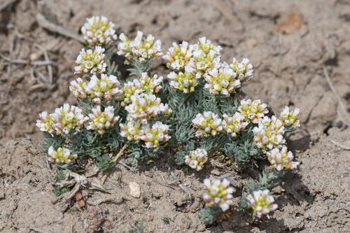 Polyctenium fremontii