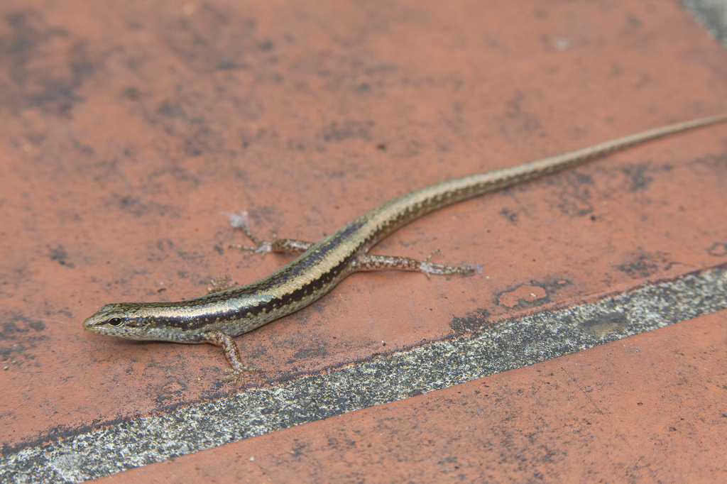 Scincella devorator