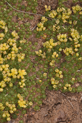 Cusickiella quadricostata