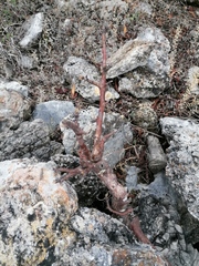 Bursera morelensis