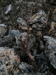 Bursera morelensis