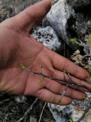 Bursera morelensis