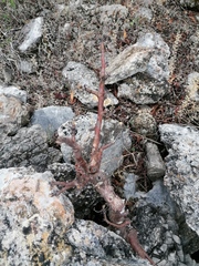 Bursera morelensis