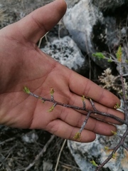 Bursera morelensis