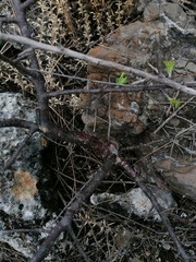 Bursera morelensis