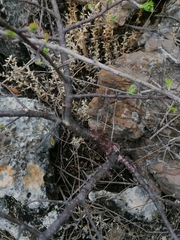 Bursera morelensis