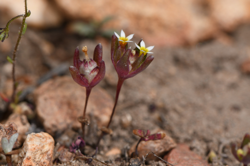 Smallflower gymnosteris (Gymnosteris parvula)