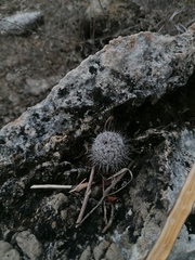 Mammillaria albilanata