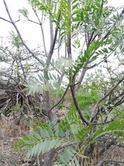 Pseudosmodingium
