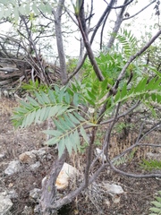 Pseudosmodingium