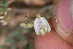 Astragalus johannis-howellii