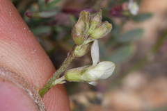 Astragalus johannis-howellii