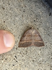 Drepanulatrix bifilata