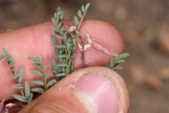 Astragalus johannis-howellii
