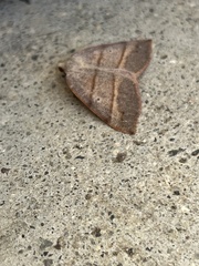 Drepanulatrix bifilata