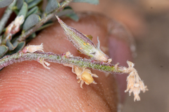 Astragalus johannis-howellii