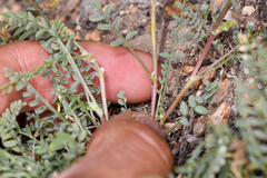 Astragalus johannis-howellii