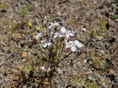 Hesperolinon congestum