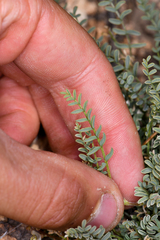 Astragalus johannis-howellii