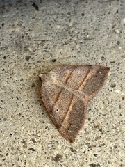 Drepanulatrix bifilata