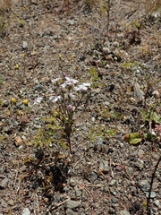 Hesperolinon congestum