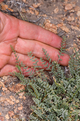 Astragalus johannis-howellii