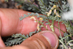 Astragalus johannis-howellii