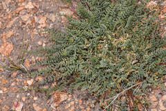 Astragalus johannis-howellii