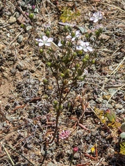 Hesperolinon congestum