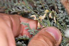 Astragalus johannis-howellii