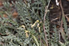 Astragalus johannis-howellii