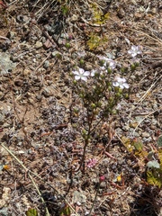 Hesperolinon congestum