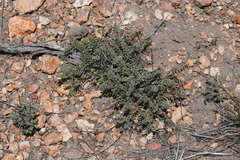 Astragalus johannis-howellii