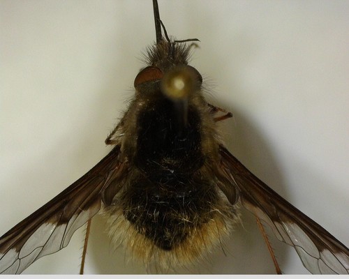 iNaturalist observation photo of Greater Bee Fly