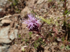Monardella purpurea