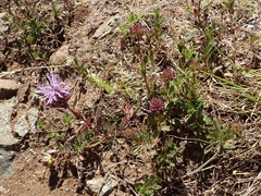Monardella purpurea