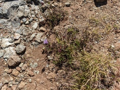 Monardella purpurea