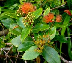 Metrosideros collina